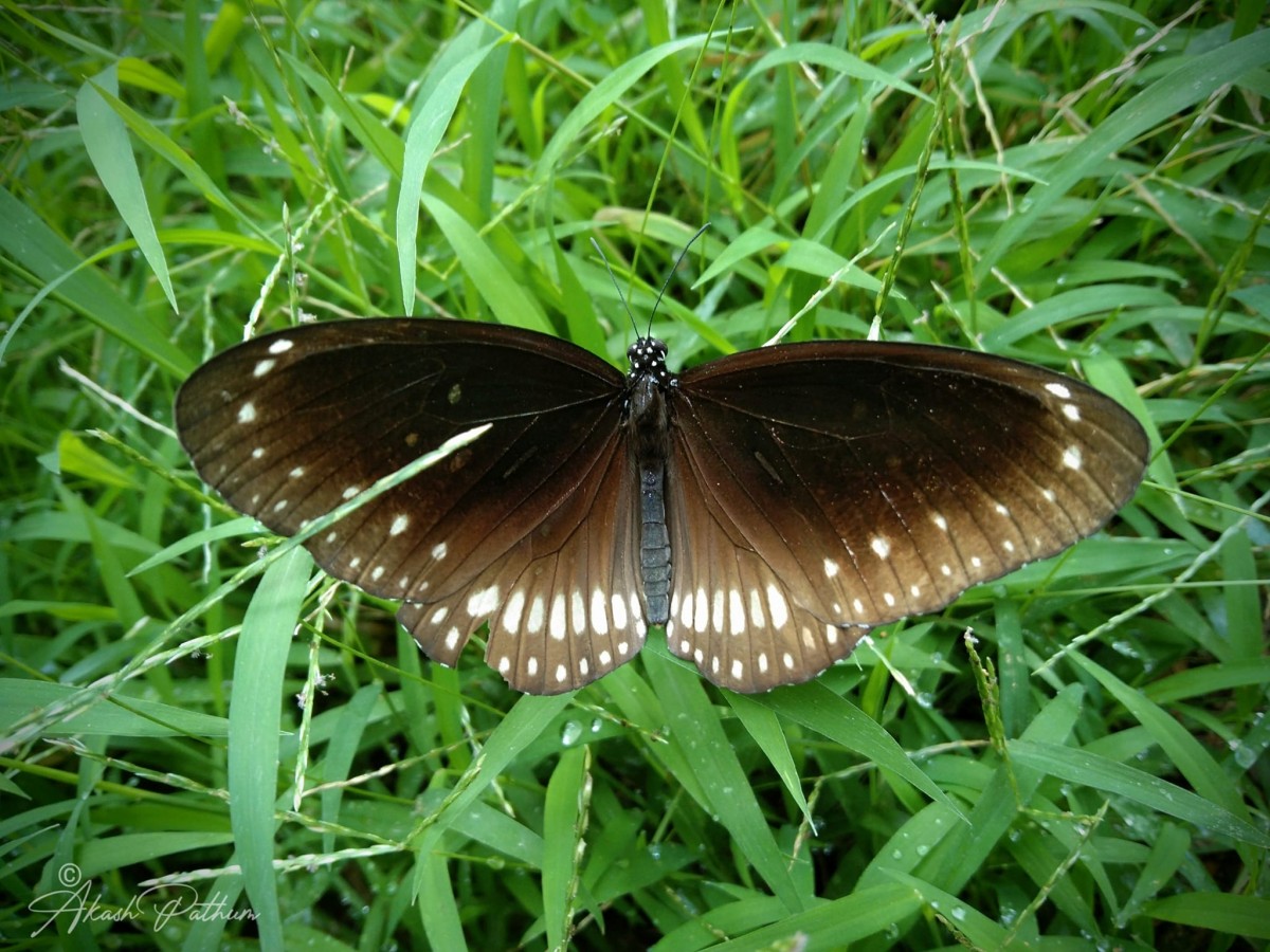 Euploea core Cramer, 1779